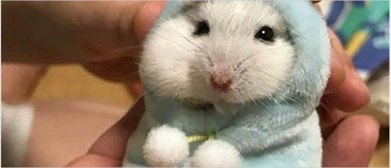 Hamster in a sweater